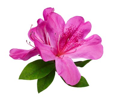 Azaleas flowers with leaves, Pink flowers isolated on white background with clipping path clipart