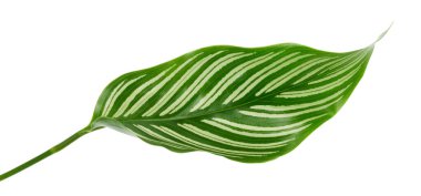 Calathea Vittata yaprakları, beyaz çizgili yeşil yaprak, beyaz arka planda izole tropikal yaprak, kırpma yolu ile