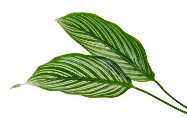 Calathea Vittata yaprakları, beyaz çizgili yeşil yaprak, beyaz arka planda izole tropikal yaprak, kırpma yolu ile