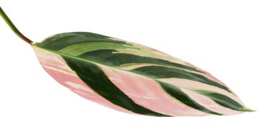 Stromanthe triostar leaf, Tropical foliage isolated on white background, with clipping path clipart