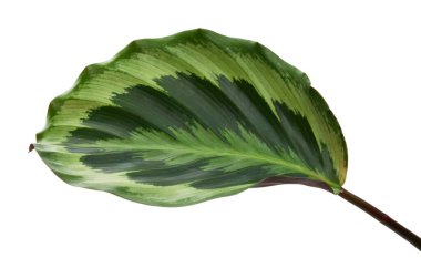 Calathea Roseopicta yaprakları, Calathea parlayan yıldız bitkisi, egzotik tropikal çalılar, kırpma yolu olan beyaz arka planda izole edilmiş.