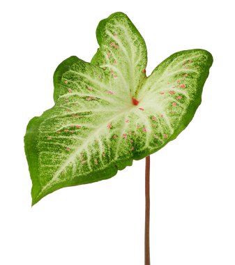 Beyaz yaprak ve yeşil damarlı Caladium bicolor (Gingerland kaladyumu), beyaz arkaplanda izole edilmiş Caladium yaprağı, kırpma yolu ile