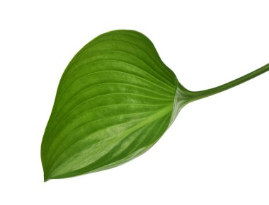 Cardwell zambak yaprağı, yeşil dairesel yapraklar beyaz arka planda izole edilmiş, kırpma yolu ile