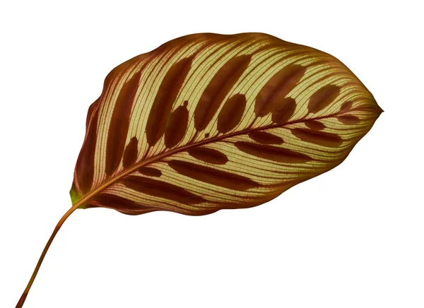 Feuillage Calathea Makoyana Fenêtres Paon Cathédrale Feuilles Exotiques Tropicales Isolées — Photo