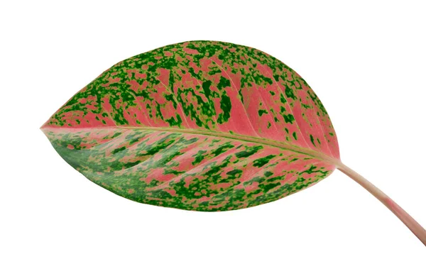Listoví Aglaonema Listy Růžové Aglaonema Exotické Tropické Listy Izolované Bílém — Stock fotografie