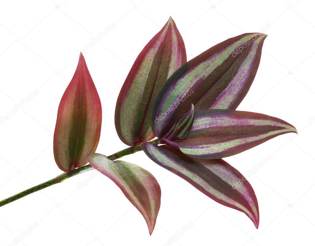 Tradescantia zebrina leaves, Inchplant foliage, Exotic tropical leaf, isolated on white background with clipping path