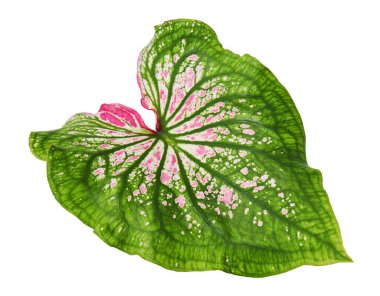 Pembe yapraklı ve yeşil damarlı Caladium bicolor (Florida tatlım), beyaz arka planda izole edilmiş pembe Caladium yaprağı, kırpma yolu ile 