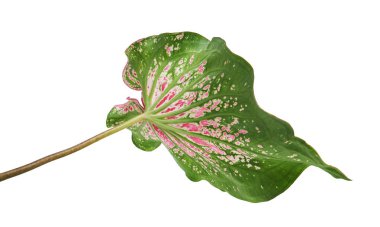 Pembe yapraklı ve yeşil damarlı Caladium bicolor (Florida tatlım), beyaz arka planda izole edilmiş pembe Caladium yaprağı, kırpma yolu ile 