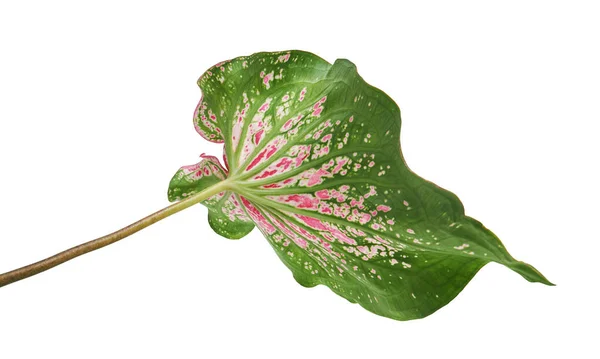 Caladium Bicolor Рожевими Листочками Зеленими Венами Florida Sweetheart Листок Рожевого — стокове фото