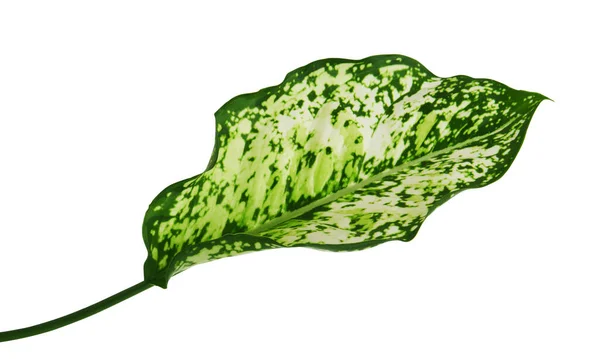 Dedaunan Aglaonema Spring Snow Chinese Evergreen Daun Tropis Eksotis Terisolasi — Stok Foto