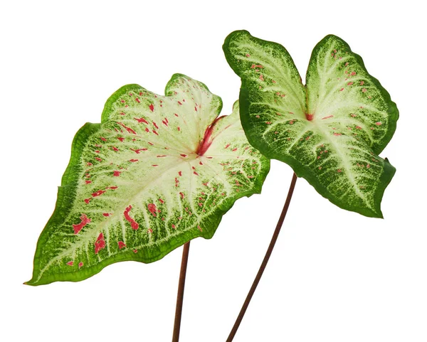 Dwukolorowy Caladium Białym Liściem Zielonymi Żyłami Gingerland Caladium Liści Caladium — Zdjęcie stockowe