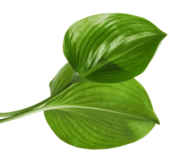 Cardwell Lily Leaf Green Circular Leaves Isolated White Background Clipping — Stock Photo, Image