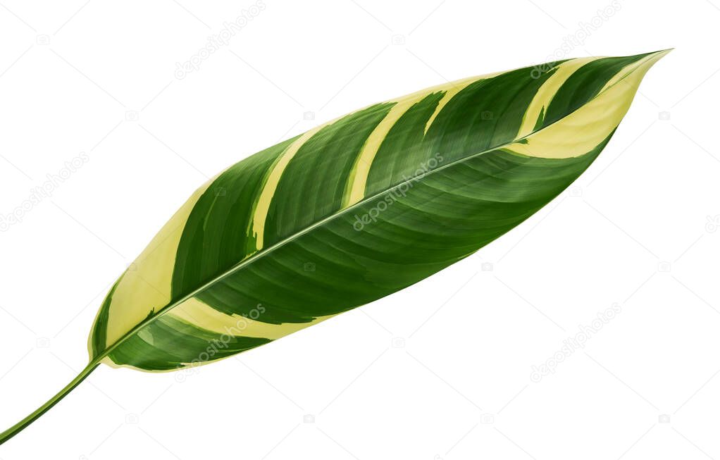 Heliconia variegated foliage, Exotic tropical leaf isolated on white background, with clipping path 