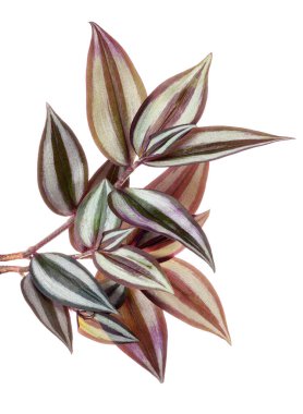 Tradescantia zebrina yaprakları, Inchplant yaprakları, egzotik tropikal yaprak, kırpma yolu ile beyaz arka planda izole