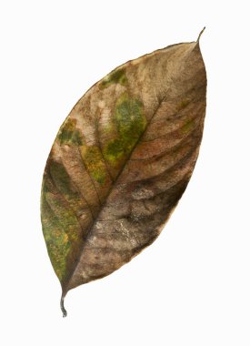 Kurumuş sonbahar yaprağı, kurumuş kahverengi yaprak, solmuş sonbahar yaprakları üzerine Macro görünümü kırpma yolu ile beyaz arkaplanda izole edilmiş.