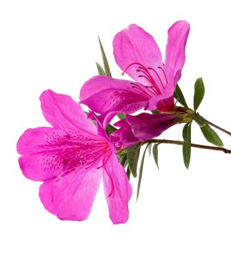 Yapraklı aczaleas çiçekleri, kırpma yolu ile beyaz arka planda izole pembe çiçekler