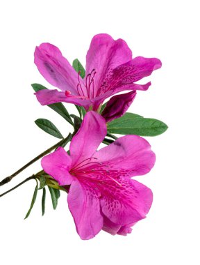 Yapraklı aczaleas çiçekleri, kırpma yolu ile beyaz arka planda izole pembe çiçekler