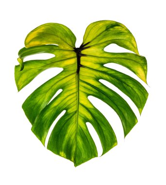 Monstera deliciosa yaprağı veya İsviçre peynir bitkisi, beyaz arka planda izole edilmiş, kırpma yolu ile