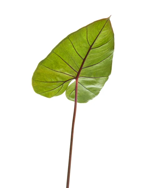 Colocasia Esculenta Leaf Elephant Öra Lövverk Exotiska Tropiska Blad Isolerade — Stockfoto