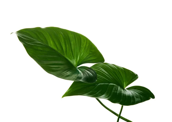 Homalomena Foliage Green Leaf Isolated White Background Clipping Path — Stock Photo, Image