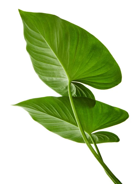 Homalomena葉 白の背景に隔離された緑の葉 クリッピングパスを持つ — ストック写真
