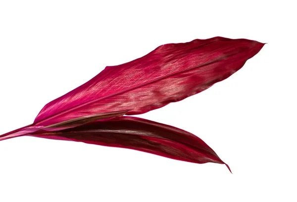Pflanze Oder Cordyline Fruticosa Blätter Buntes Laub Exotische Tropische Blatt — Stockfoto