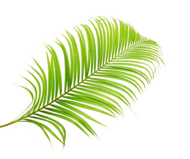 Yellow palm leaves or Golden cane palm, Areca palm leaves, Tropical foliage isolated on white background with clipping path   clipart