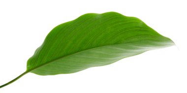 Calathea Vittata yaprakları, beyaz çizgili yeşil yaprak, beyaz arka planda izole tropikal yaprak, kırpma yolu ile
