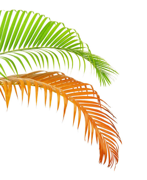 Yellow palm leaves or Golden cane palm, Areca palm leaves, Tropical foliage isolated on white background with clipping path  