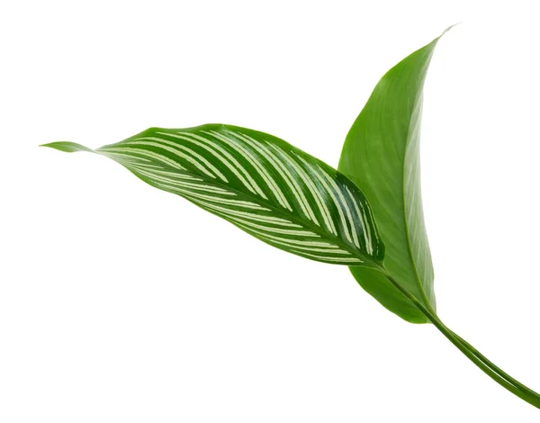 Calathea Vittata Liście Zielony Liść Białymi Paskami Liście Tropikalne Izolowane — Zdjęcie stockowe