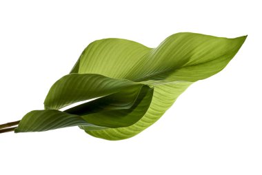 Calathea yaprağı, egzotik tropikal yaprak, büyük yeşil yaprak, kesme yolu ile beyaz arka planda izole 