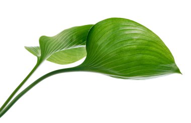 Cardwell lily leaf, Green circular leaves isolated on white background, with clipping path                          clipart