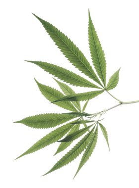 Kenevir yaprağı, marihuana yaprakları beyaz zemin üzerinde kırpma yolu ile izole edilmiş