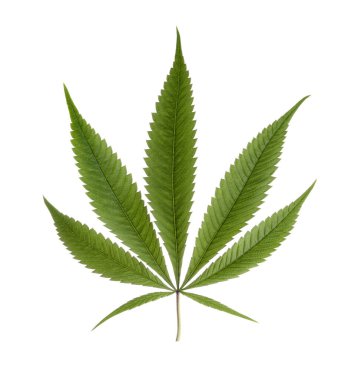 Kenevir yaprağı, marihuana yaprakları beyaz zemin üzerinde kırpma yolu ile izole edilmiş