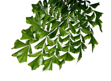 Caryota obtusa yaprakları (dev balık kuyruğu palmiyesi), güzel palmiye yaprakları, beyaz arka planda izole edilmiş tropikal yapraklar, kırpma yolu ile