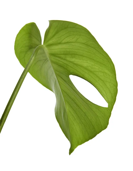 Feuille Monstera Deliciosa Fromager Suisse Isolé Sur Fond Blanc Avec — Photo