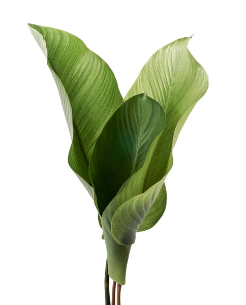 Liście Kalathea Egzotyczny Liść Tropikalny Duży Zielony Liść Odizolowany Białym — Zdjęcie stockowe