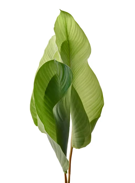 Folhagem Calathea Folha Tropical Exótica Grande Folha Verde Isolada Sobre — Fotografia de Stock