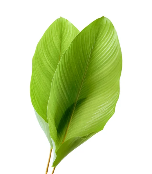 花椰菜叶 异型热带叶 大绿叶 白色背景下隔离 有切割路径 — 图库照片