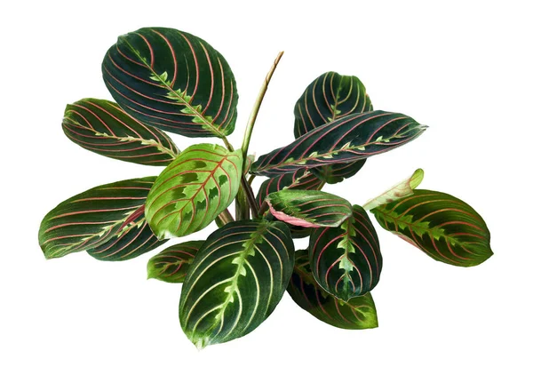 Maranta Leuconeura Leaves Prayer Plant Exotic Tropical Shrubs Isolated White — Stock Photo, Image