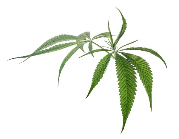 Cannabis Blatt Marihuana Blätter Auf Zweig Isoliert Auf Weißem Hintergrund — Stockfoto