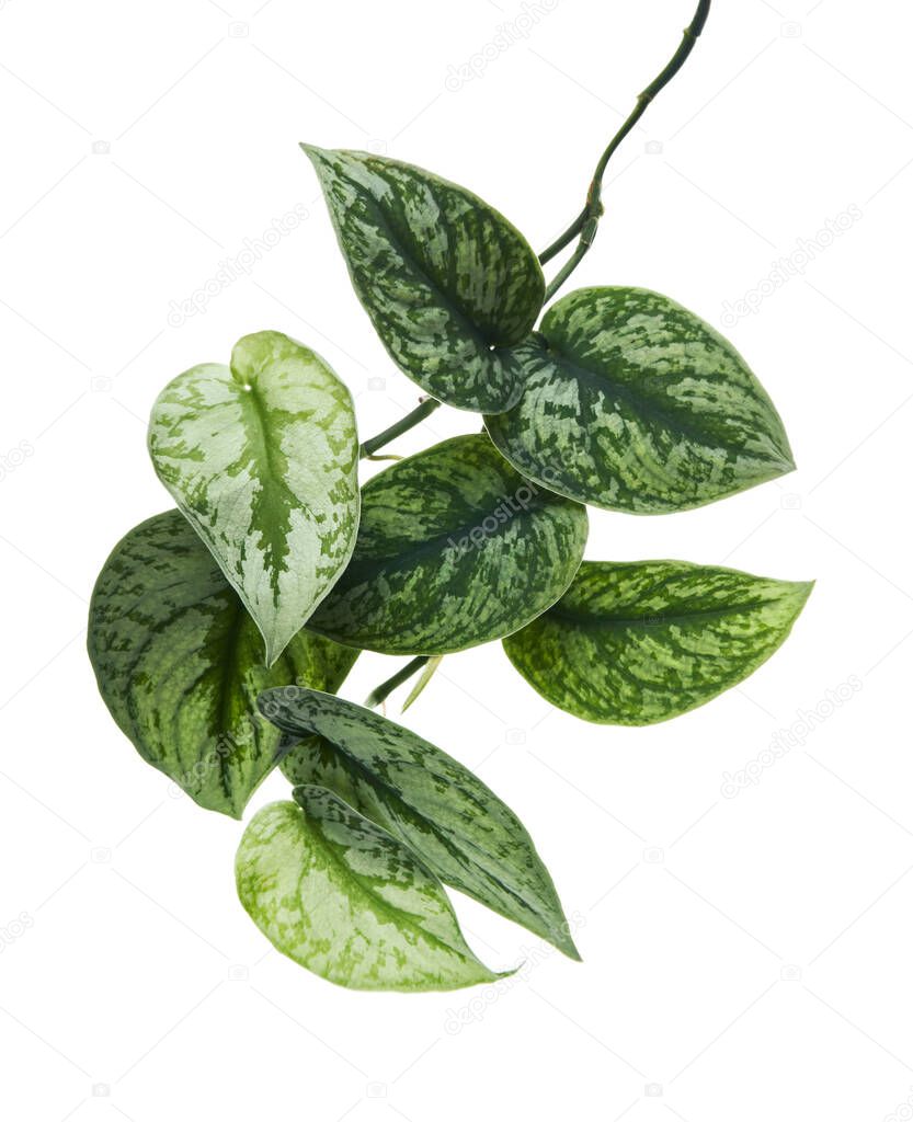 Scindapsus pictus leaves, Satin Pothos plant, Exotic foliage isolated on white background, with clipping path                                 