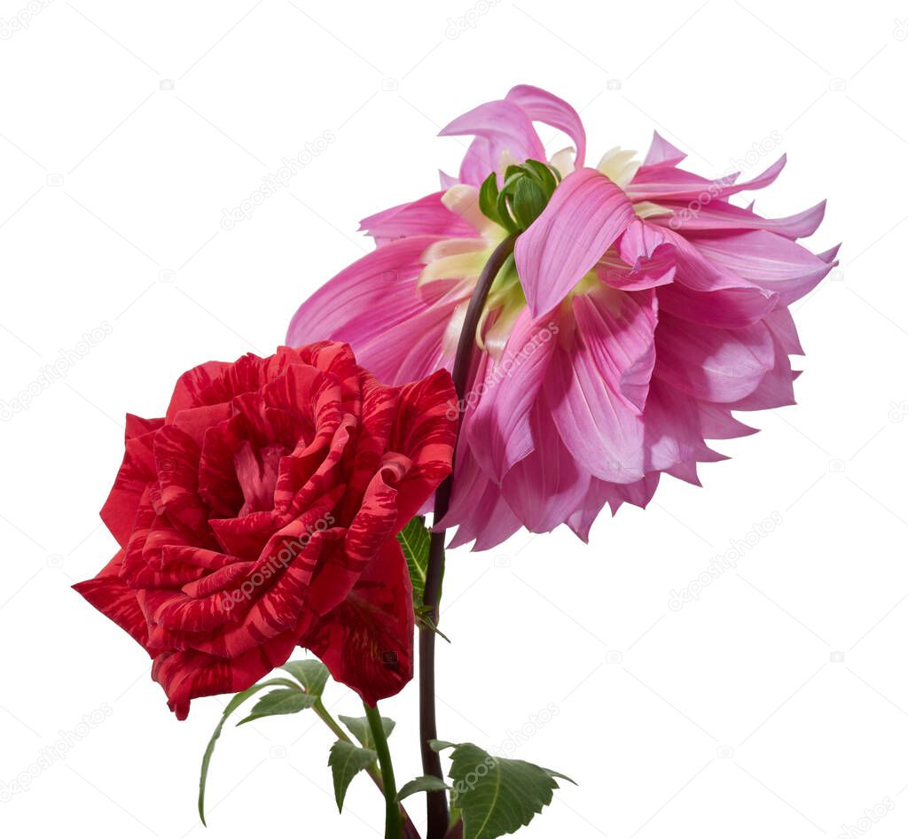 Red rose blossoms with leaves, Variegated rose isolated on white background, with clipping path                                