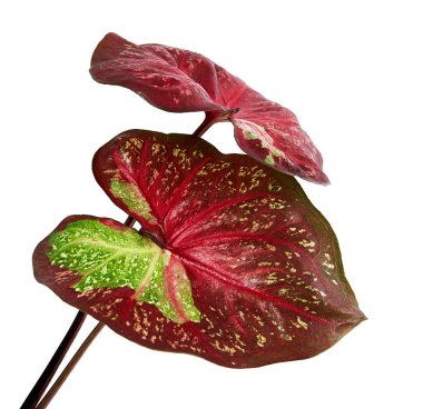 Caladium bicolor yaprağı ya da Yaprak Bitkileri Kraliçesi, beyaz arka planda izole edilmiş iki renkli yaprak, kırpma yolu