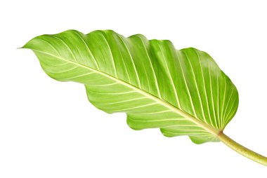 Bitkiyi yaprak (bitkiyi melinonii), izole kırpma yolu ile beyaz arka plan üzerinde büyük yeşil yeşillik