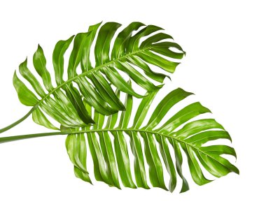 Monstera deliciosa yaprağı veya İsviçre peynir bitkisi, beyaz arka planda izole edilmiş, kırpma yolu ile