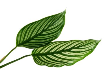 Calathea Vittata yaprakları, beyaz çizgili yeşil yaprak, beyaz arka planda izole tropikal yaprak, kırpma yolu ile                                