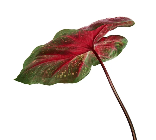 Caladium Bicolor Yaprağı Yaprak Bitkileri Kraliçesi Beyaz Arka Planda Izole — Stok fotoğraf