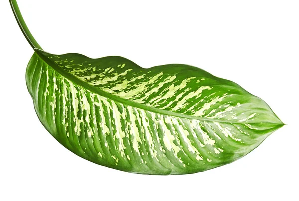 Folha Dieffenbachia Cana Muda Folhas Verdes Contendo Manchas Manchas Brancas — Fotografia de Stock