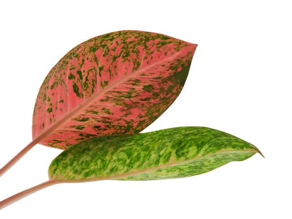 Aglaonema Yaprakları Yeşil Kırmızı Aglaonema Yaprakları Egzotik Tropikal Yaprak Kırpma — Stok fotoğraf
